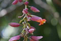 Thunbergia coccinea